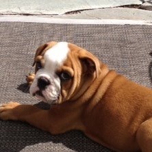 Fundraising Page: Fabio Fiorentino